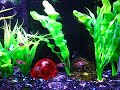 Feeding the Rasbora Feeding the Rasbora