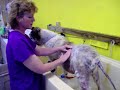 Cushings Disease - Starring \"Harley\" Cushings Disease - Starring \"Harley\"
