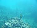 Feeding Fishes Underwater Video Holguin Guardalavaca Cuba