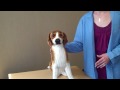 How To Perform CPR On Your Pet