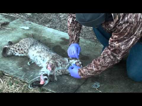 how to properly skin a bobcat