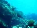 Blotched fantail ray 2 Blotched fantail ray 2