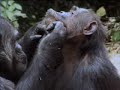 Wild alpha male ape meets his baby twin chimpanzees in the African jungle - BBC wildlife Wild alpha male ape meets his baby twin chimpanzees in the African jungle - BBC wildlife