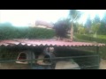 Shih Tzu attacks Pit Bull: Layla 2009.mov
