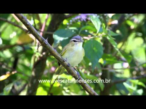 Juruviara - Cristiano Voitina