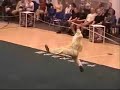 Beijing Wushu Team Staff Demo