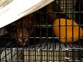 Kinkajou @ Ack's Exotic Pets Shop (Part III) Kinkajou @ Ack's Exotic Pets Shop (Part III)