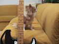 Hanon and Guitar