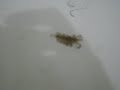 Weird Bug Attacked