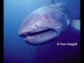 paranormal creatures part 3 (shark)