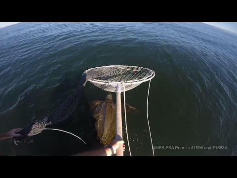 Steep decline in giant sea turtles seen off US West Coast 2 Youtube video thumbnail
