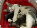 Crumpet & kittens 3 days old Crumpet & kittens 3 days old