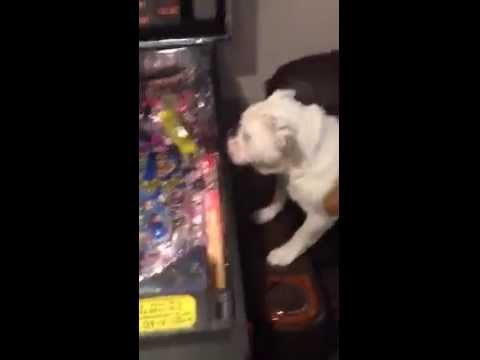 Checa a este perro que adora jugar al 'pinball'