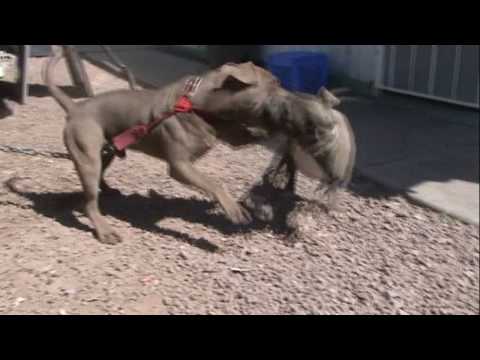 0 Small injury, good training, good people, good food, and the guard dogs(video)
