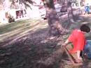 bench and tree