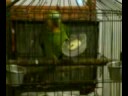 loro safado loro safado
