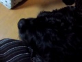 Click here to watch this video 008チョロちゃん美味しいね♪