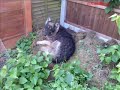 R.I.P Kimba GSD memorial xxxx Manele-Gratis.net