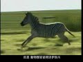 1226 #99 Animal Conservation Quagga Recreation in South Africa