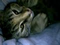 My Kitty Cat