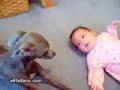 Es increible lo que los perros pueden hacer.Ve el video y dime lo que opinas. Dog singing to a baby.