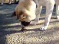 videos de Attack of the Killer Mud Bug
