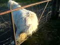 Dem Pony juckt der Hintern