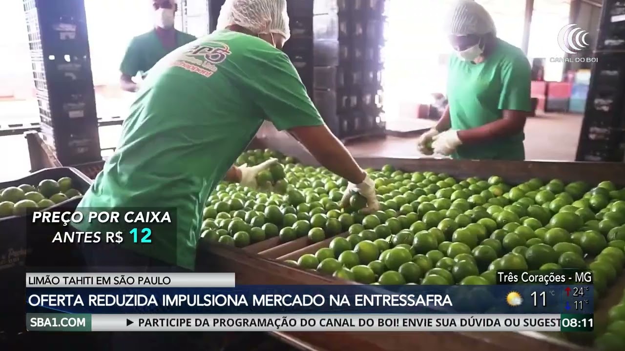 Oferta reduzida do limão Tahiti em São Paulo, impulsiona mercado na entressafra