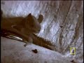 think there's nothing scarier than a vampire bat? how about the bug that sucks it's blood?