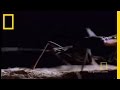 Assassin Bug