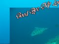 Scuba Diving - Sea Turtle + Sea Cucumber + Gordon + YM Tam Scuba Diving - Sea Turtle + Sea Cucumber + Gordon + YM Tam