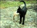 Cat and Owl Playing together