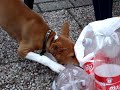 Mirtillo loves Coca Cola bottles Mirtillo loves Coca Cola bottles