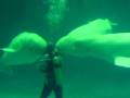 videos de Belugas blowing bubble
