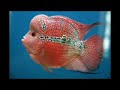 Flowerhorn Slideshow Collections Arowana Kamalau