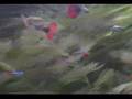My H.K. Guppys 1