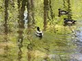 Les canards du quartier