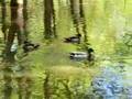 Les canards du quartier