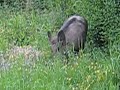 Wild Boar 3 Wild Boar 3