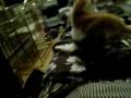 videos de howard kittens and Frank testing camera 088.AVI