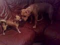 Chihuahua vs Amstaff Chihuahua vs Amstaff