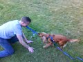Bambi Part 3- Der Hundekampf