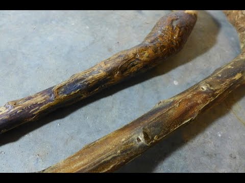 how to harvest mullein