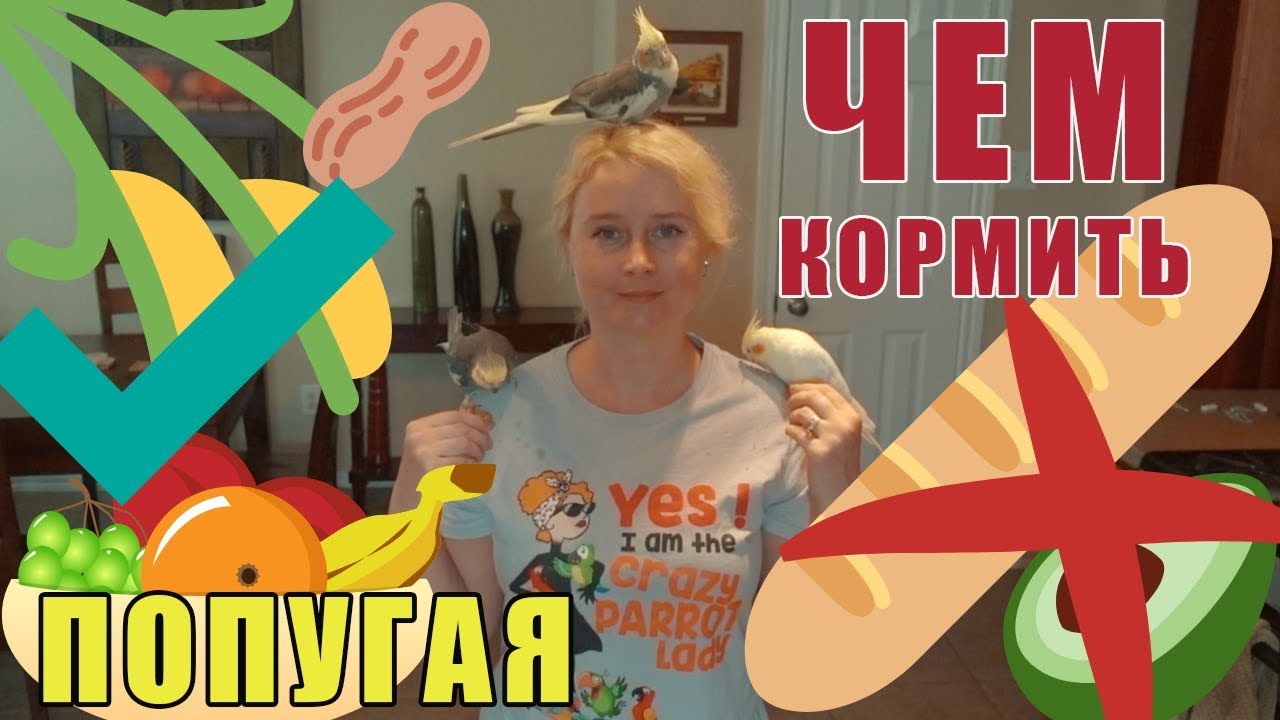 ЧЕМ КОРМИТЬ ПОПУГАЯ | КАКОЙ ЕДОЙ МОЖНО ПОДЕЛИТЬСЯ | КАК ПРИУЧИТЬ ПОПУГАЯ ЕСТЬ ОВОЩИ И ФРУКТЫ