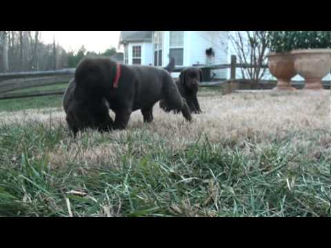 Day 50 – Mocha’s Chocolate Lab Pups!