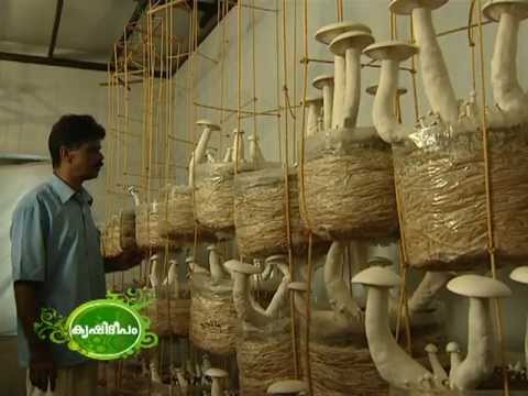 mushroom cultivation - Success story of the systematic and scientific cultivation of mushroom in a commercial scale by Mr. Vijayan Pillai, Kollam.