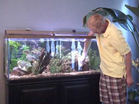 how to properly clean a fish tank