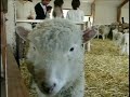 funny sheep in japan funny sheep in japan