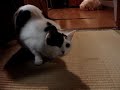 ボール猫動画