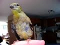 Chardonneret jaune / American goldfinch Chardonneret jaune / American goldfinch